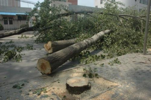 南京樹木砍伐